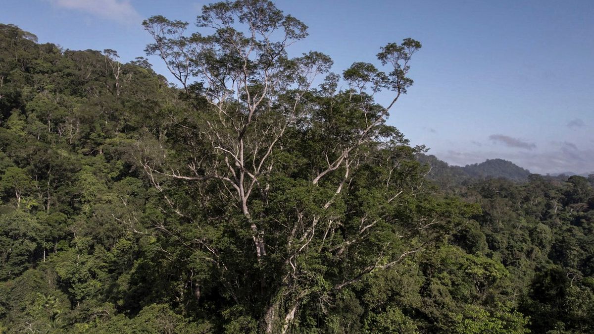 Jako budova s 25 patry. Vědci našli nejvyšší strom Amazonie